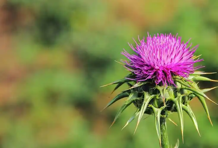 সিলিমারিন কোন রোগের চিকিত্সার জন্য ব্যবহার করা যেতে পারে?